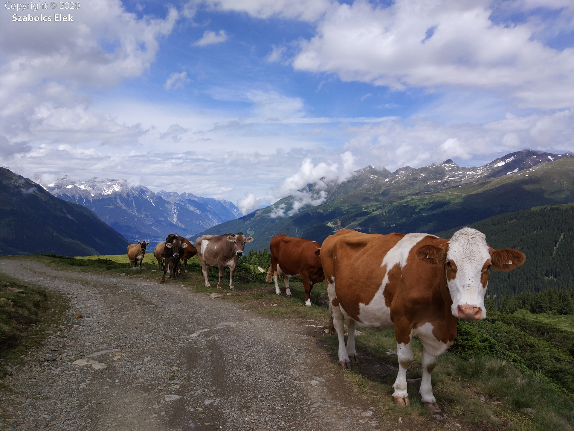 Alpesi tehenek