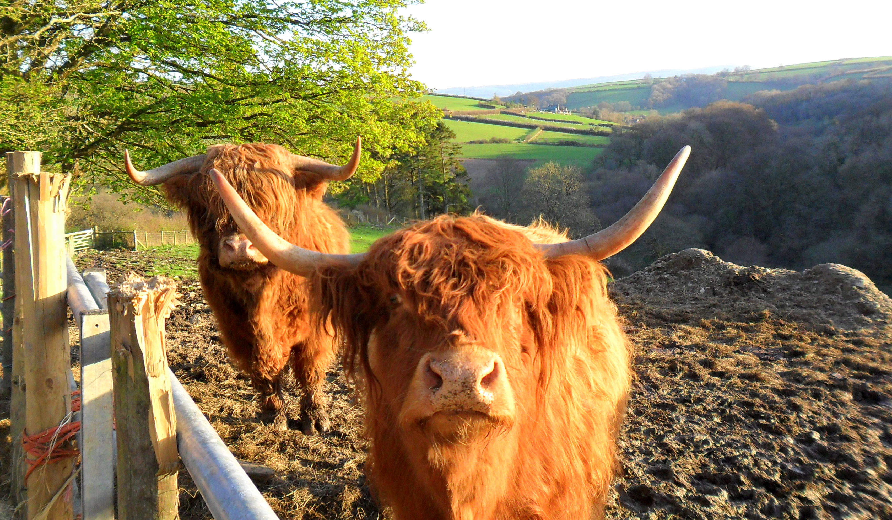 Felföldi tehenek - the Highland cows