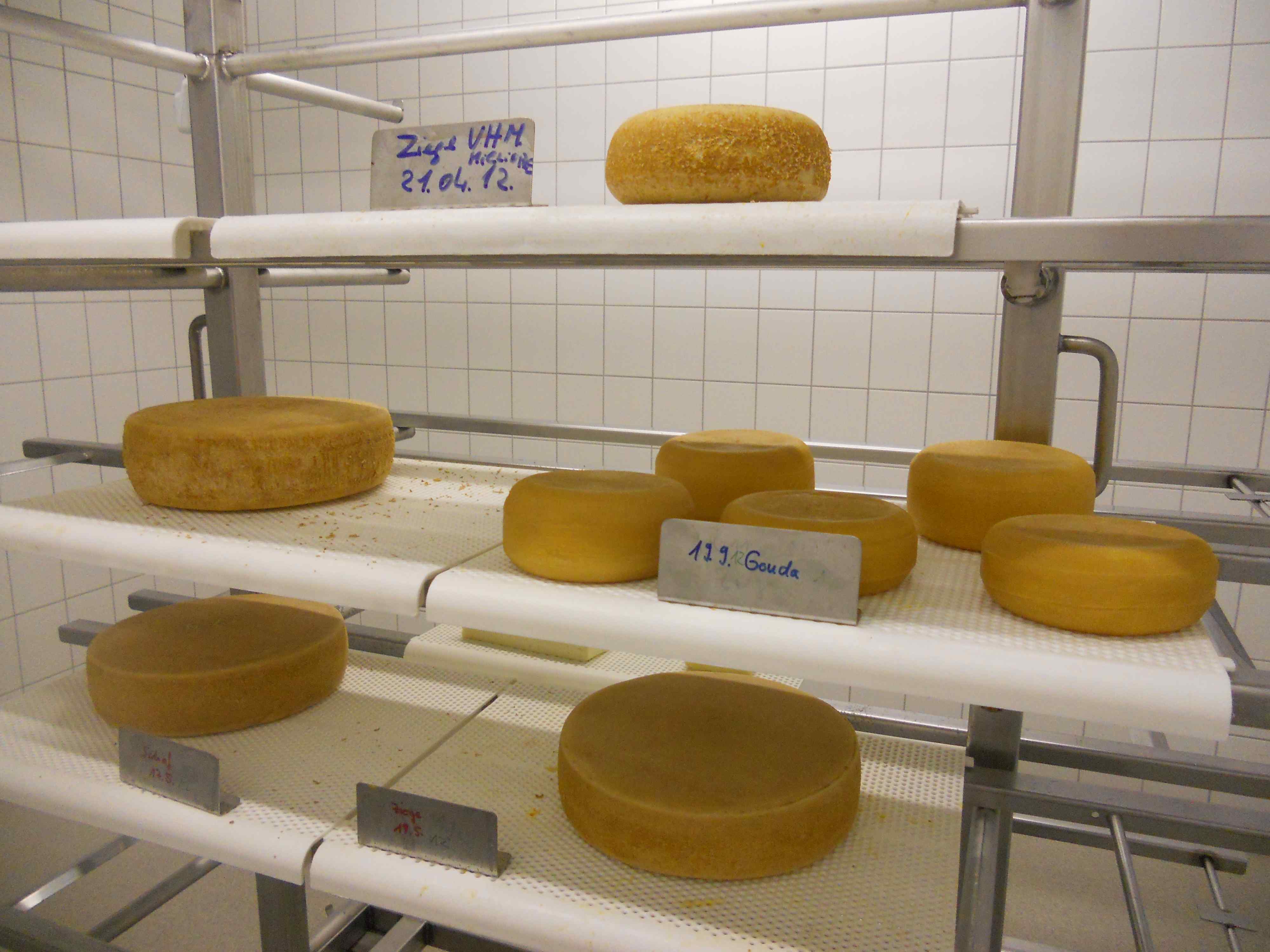 hohenheimi kísérleti sajtok