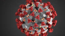 koronavirus.jpg