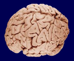 emberi agy.jpg
