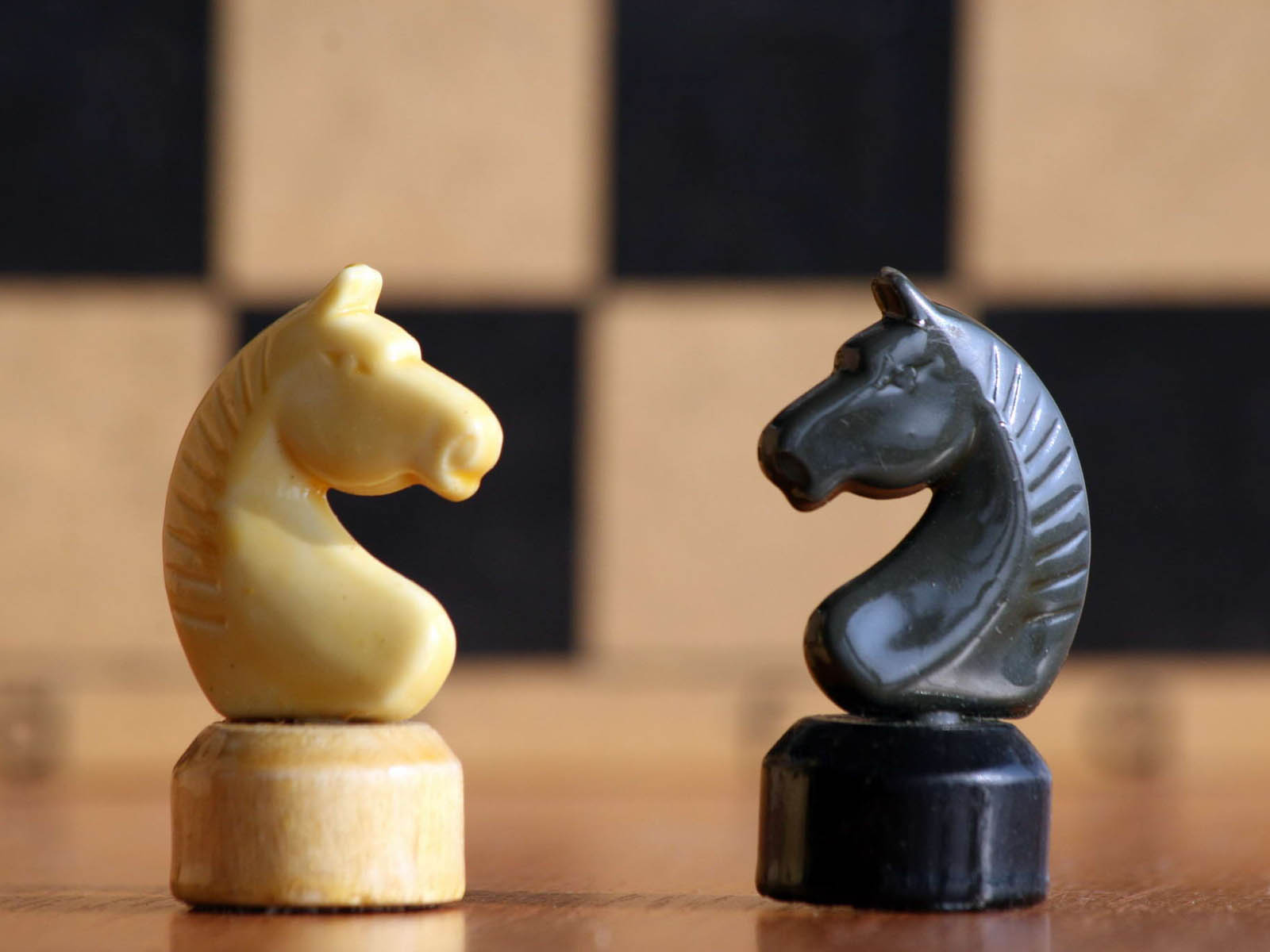 chess-horse-wallpapers-01.jpg