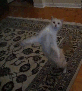funny-cat-standing-up-dancing-animated-gif-pics.gif