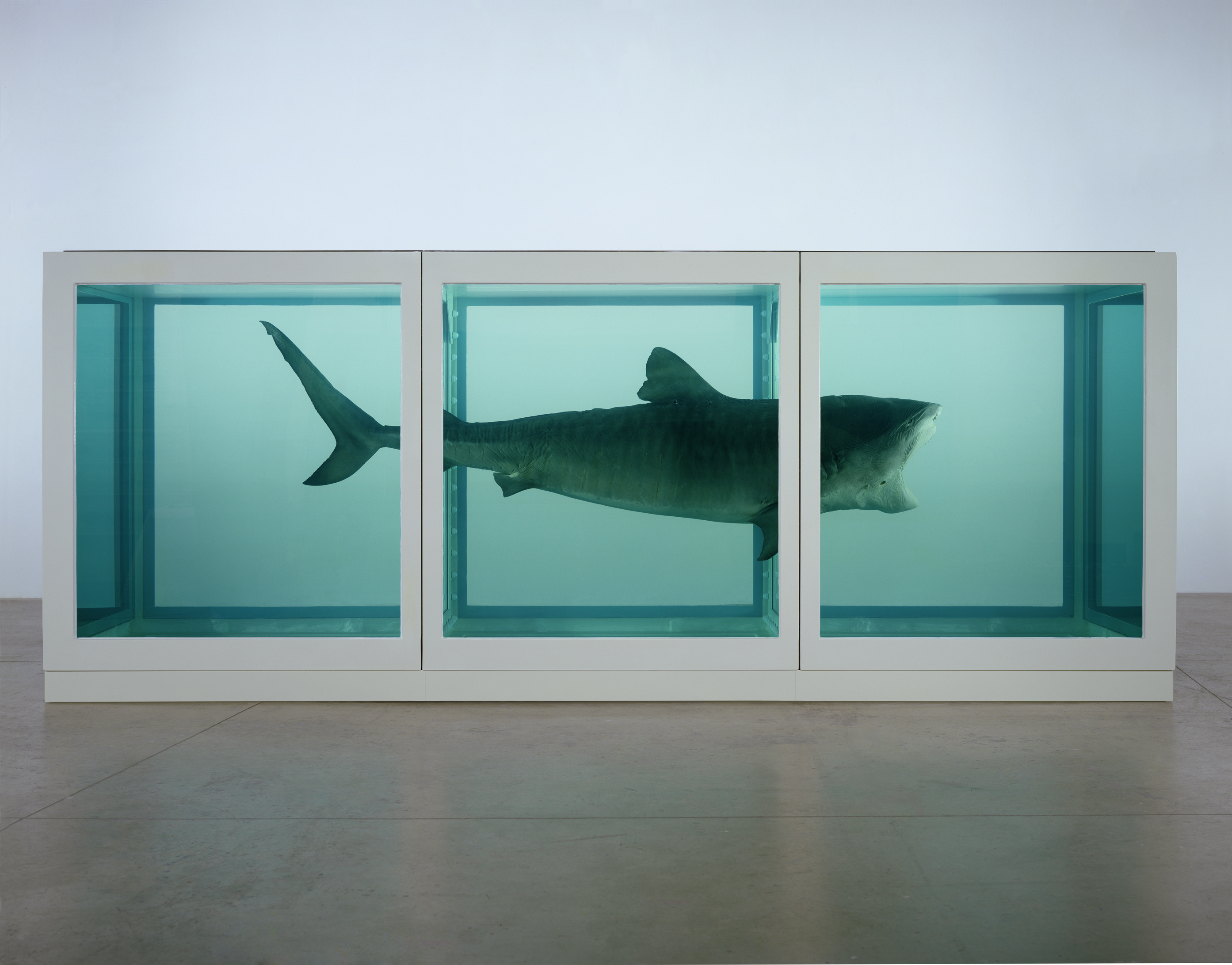 hirst_sharksideview_large.jpg