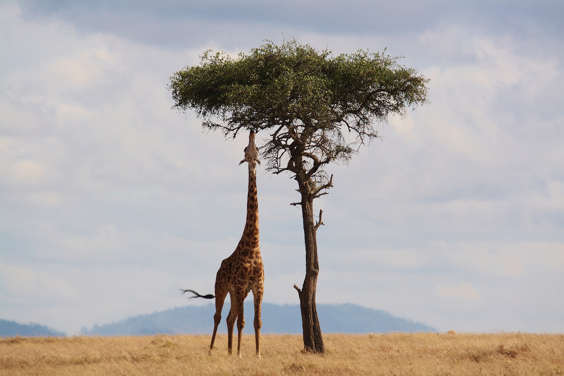 giraffe-2191662_1920.jpg