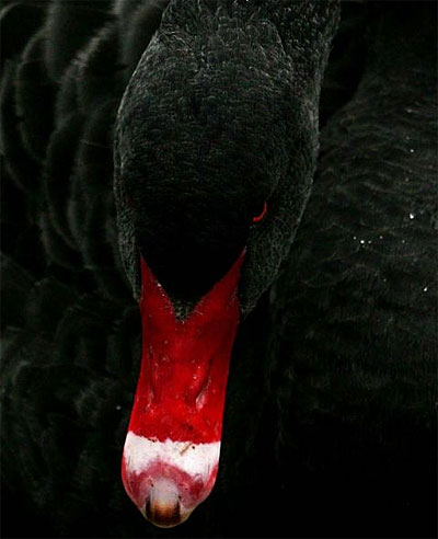 blackswan.jpg