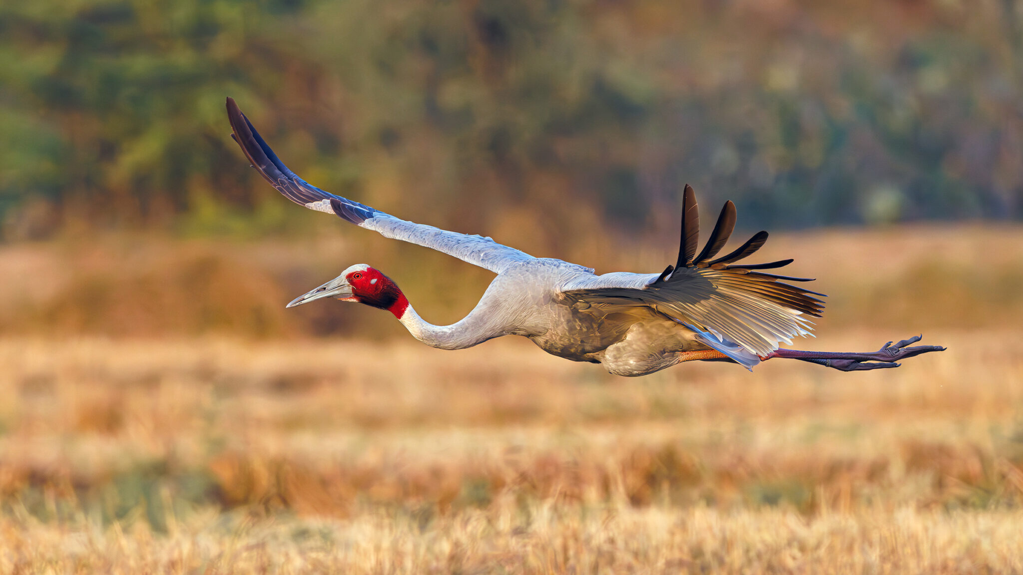 sarus-crane-2048x1152.jpg