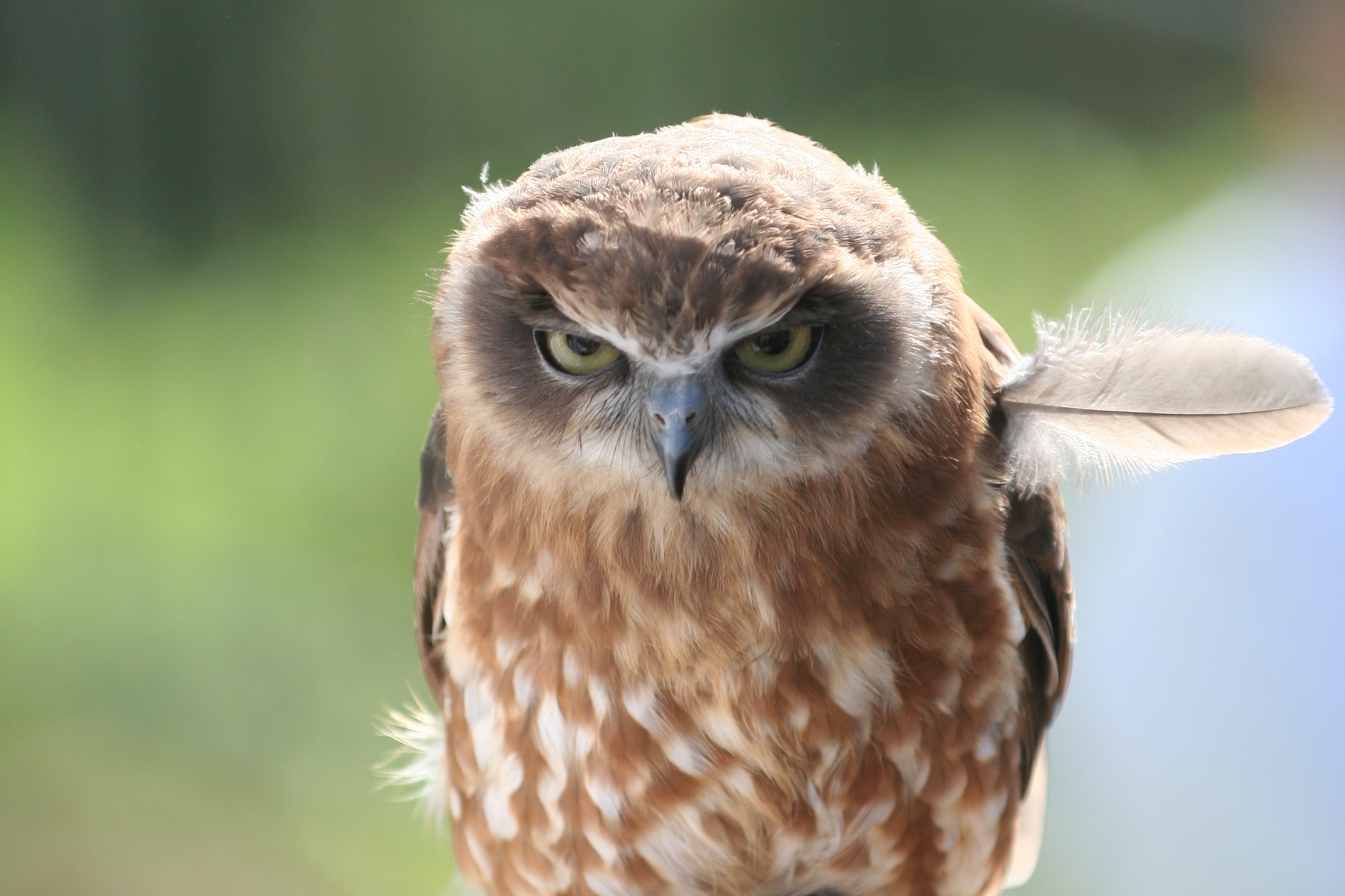 Angry-baby-owl.jpg