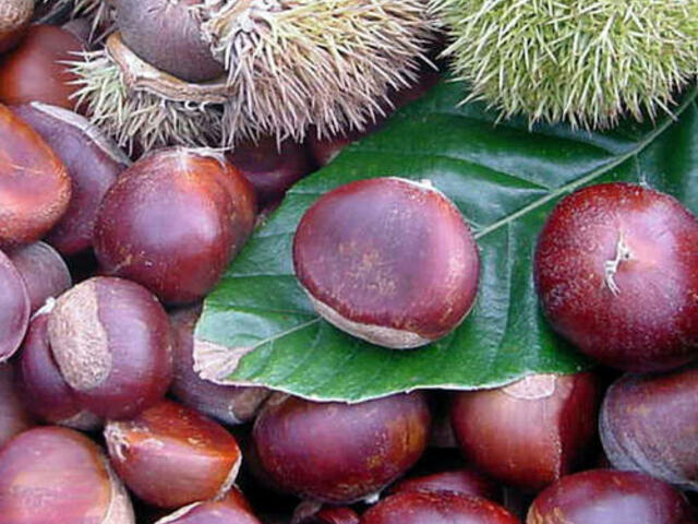 Marónit dobáló pajkos manók