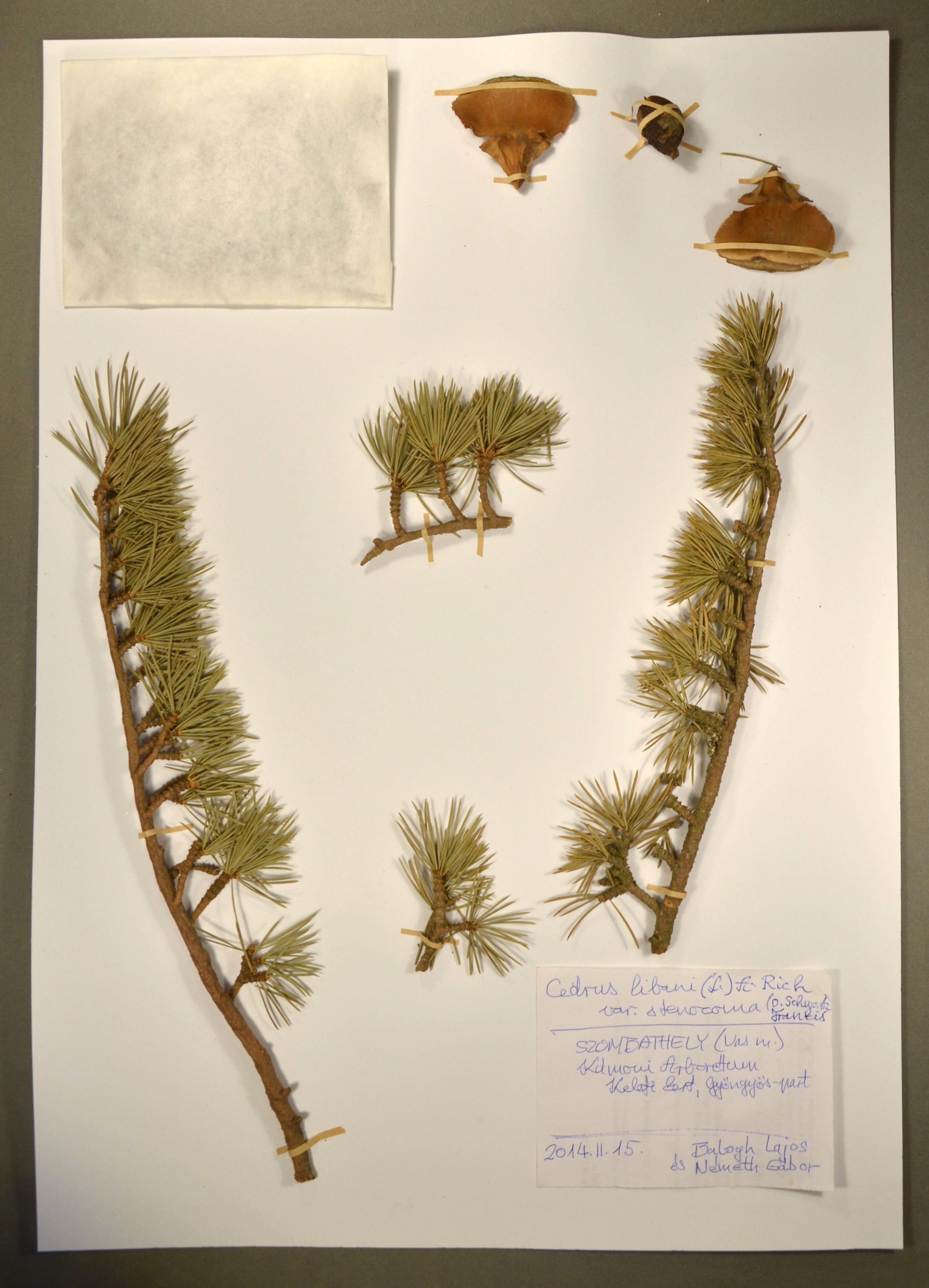 10_2014-02-15_cedrus-lib_herb-lap_kam-arb_bl-ng_f_erdoa.jpg