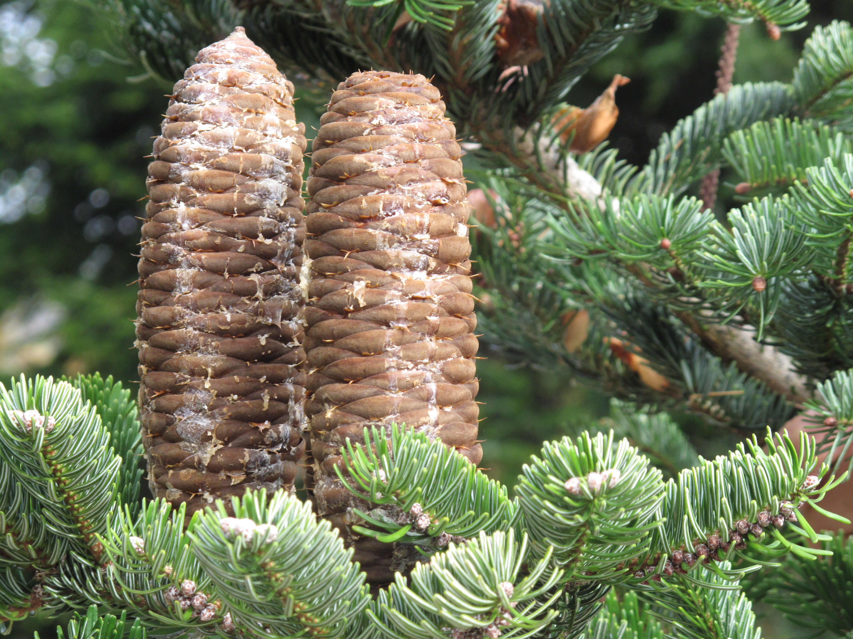 3_2018_abies-nordm_budakeszi_f_dendrol-alap-0931.jpg