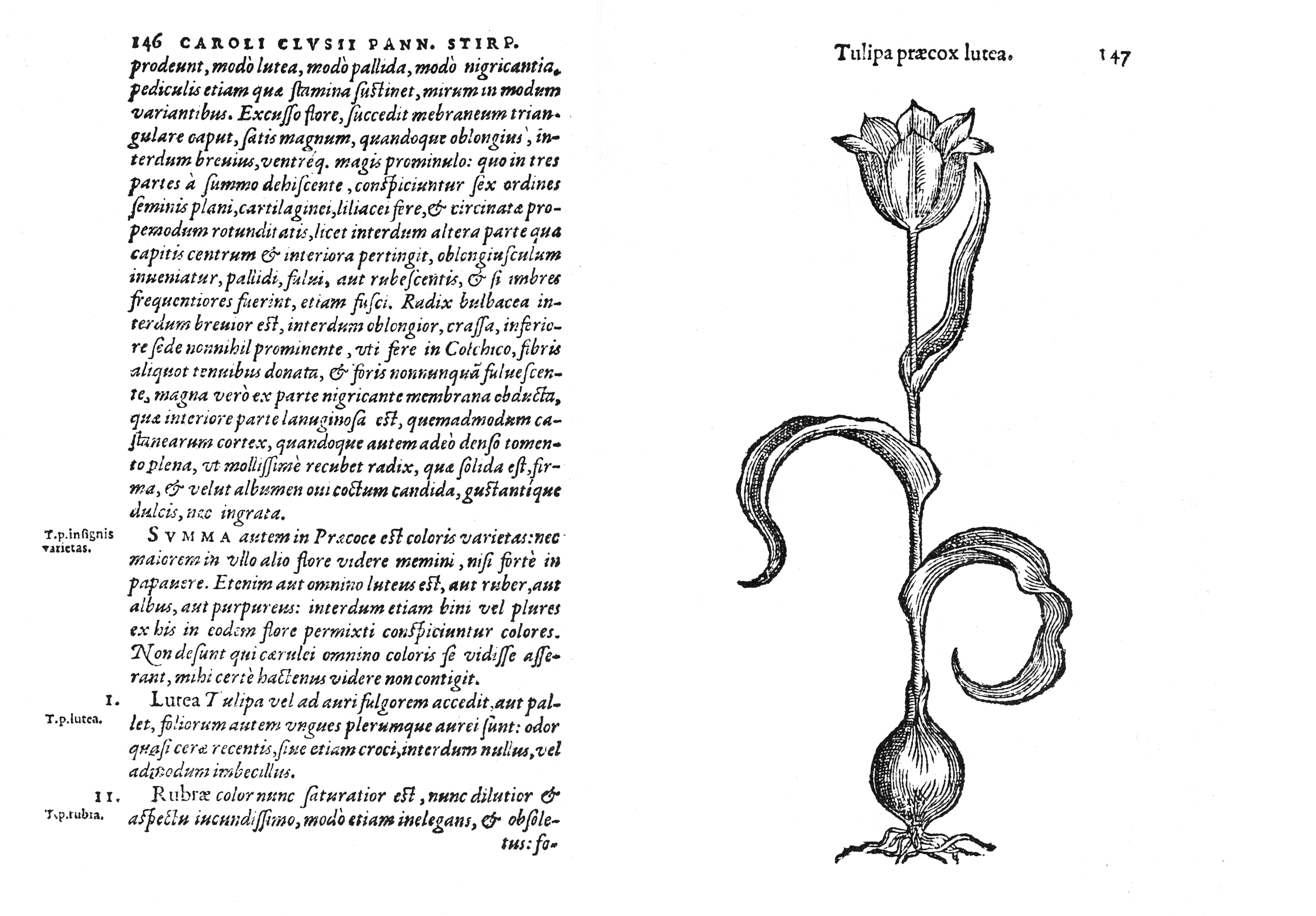 4_1583-erdei-tulipan-clusius-pannoniai-floramuveben.jpg