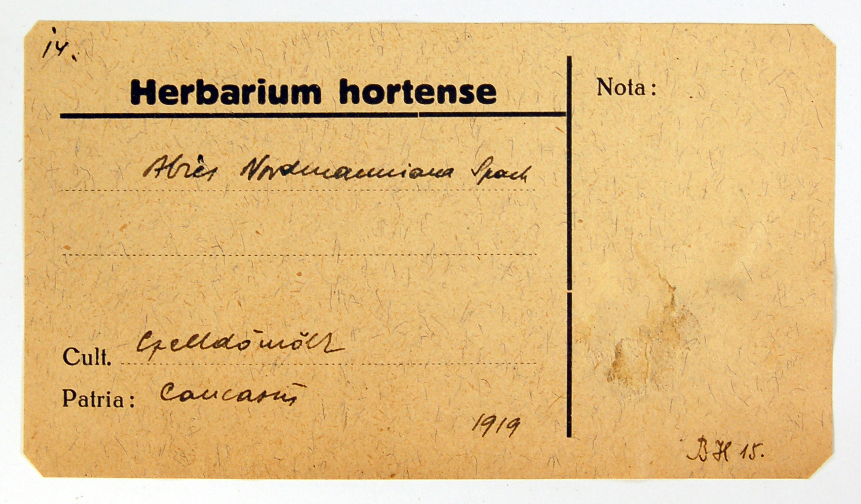 5_1919_abies-nordm_celld_gayer_herb-hort_scheda_f_erdoa.jpg