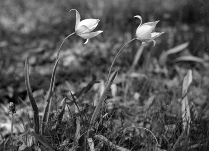 5_1935_elvadulva-virito-erdei-tulipan-csakanydoroszlon_f_csabaj_sttf613.jpg