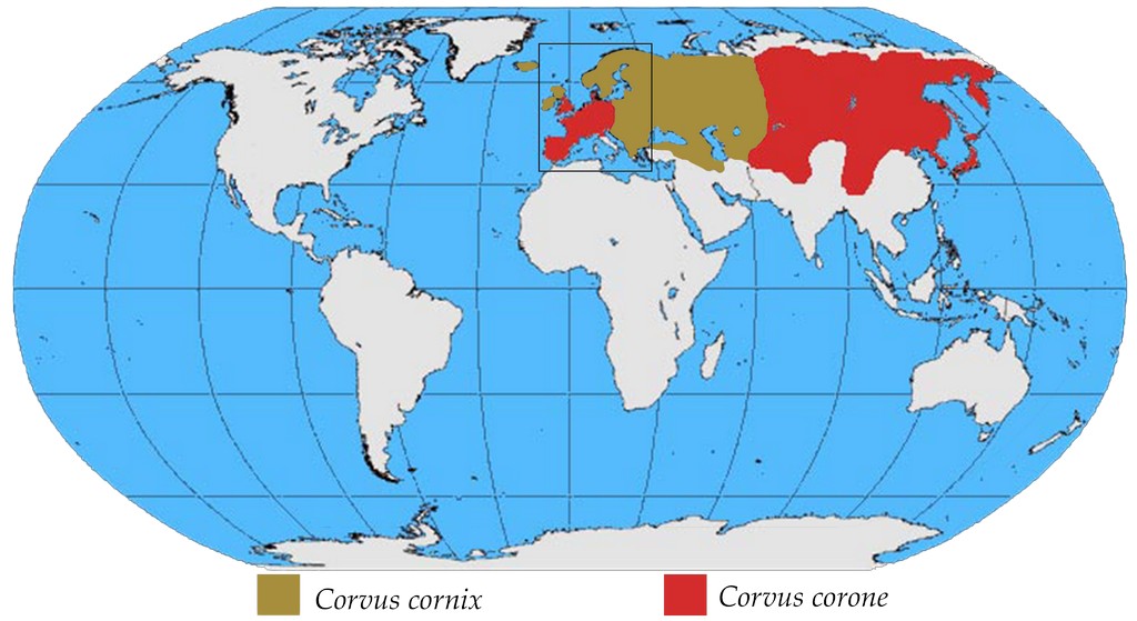 c_corone_cornix_map.jpg