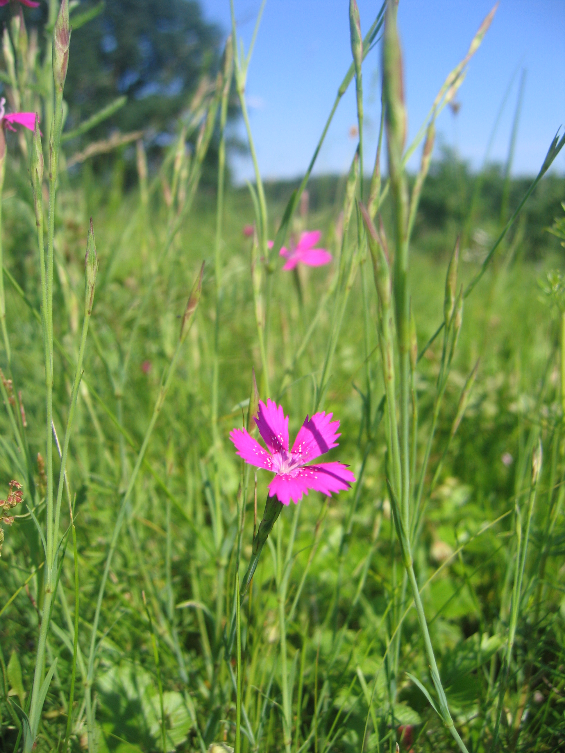 dianthus-deltoides_nagymakfa_6_biodiv_napok_f_balogh-l-7676.jpg