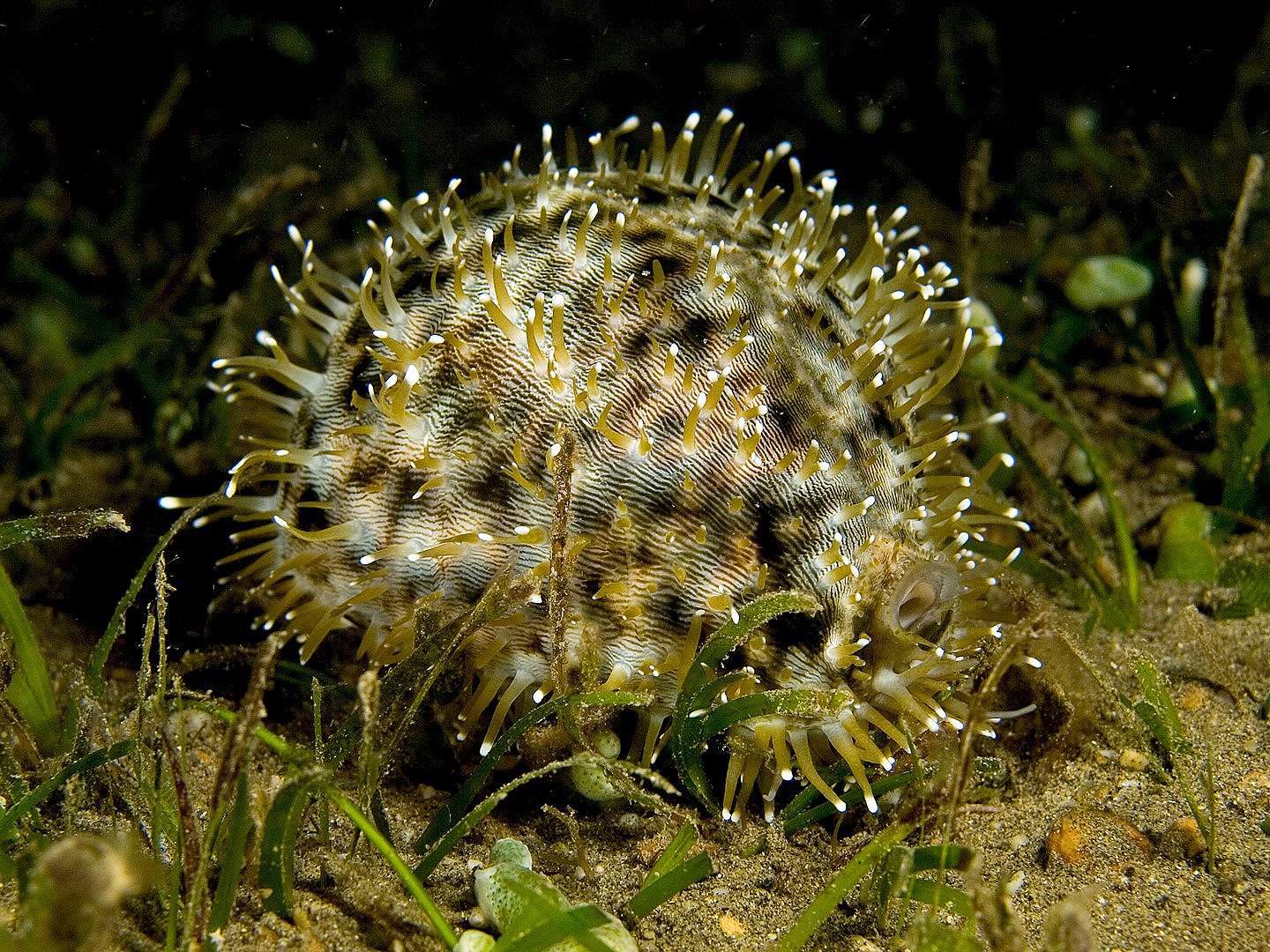 hawaiian-cowries.jpg