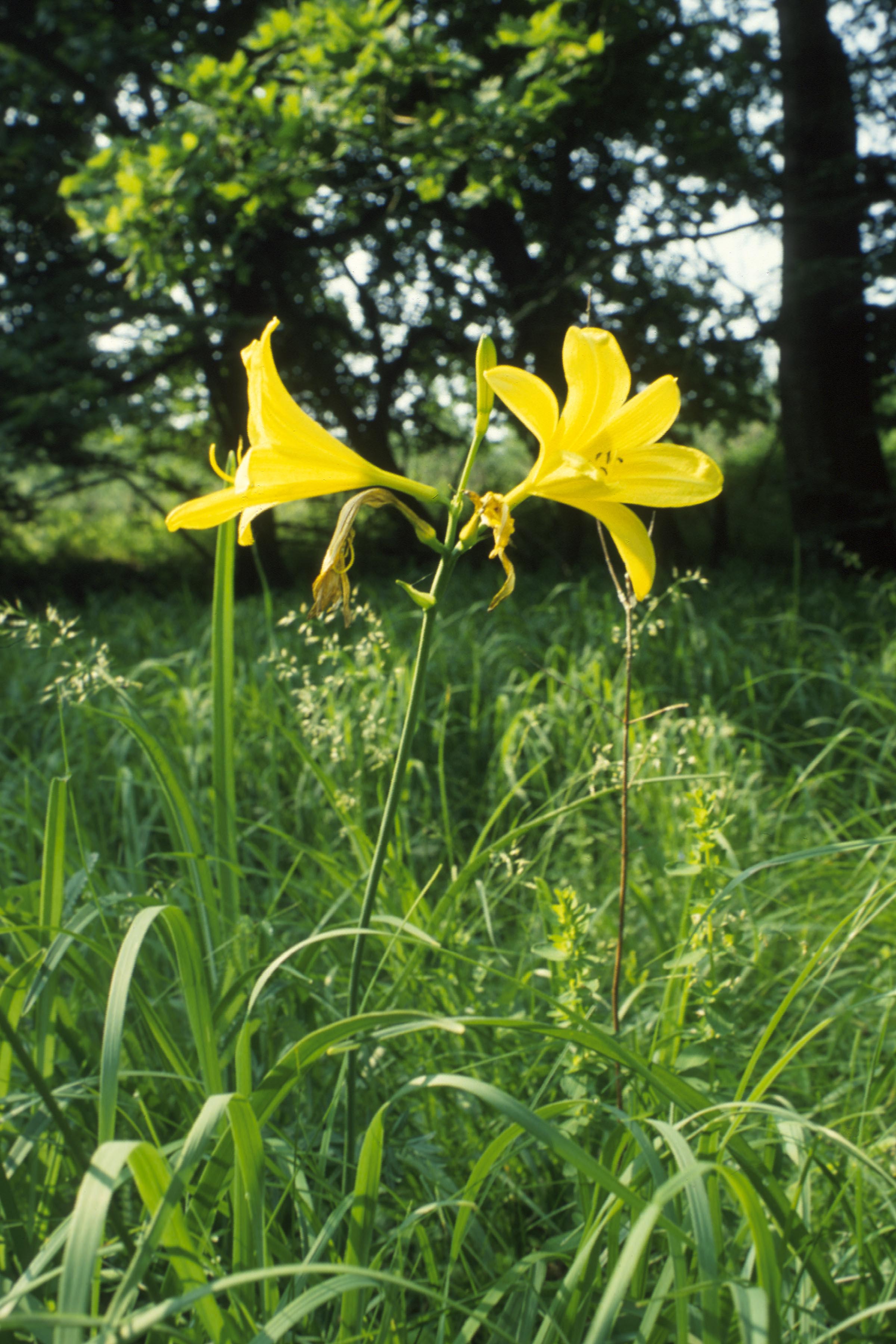 hemerocallis-lilio-asphodelus_narai_f_balogh-lajos_tz-bal026_copy.jpg