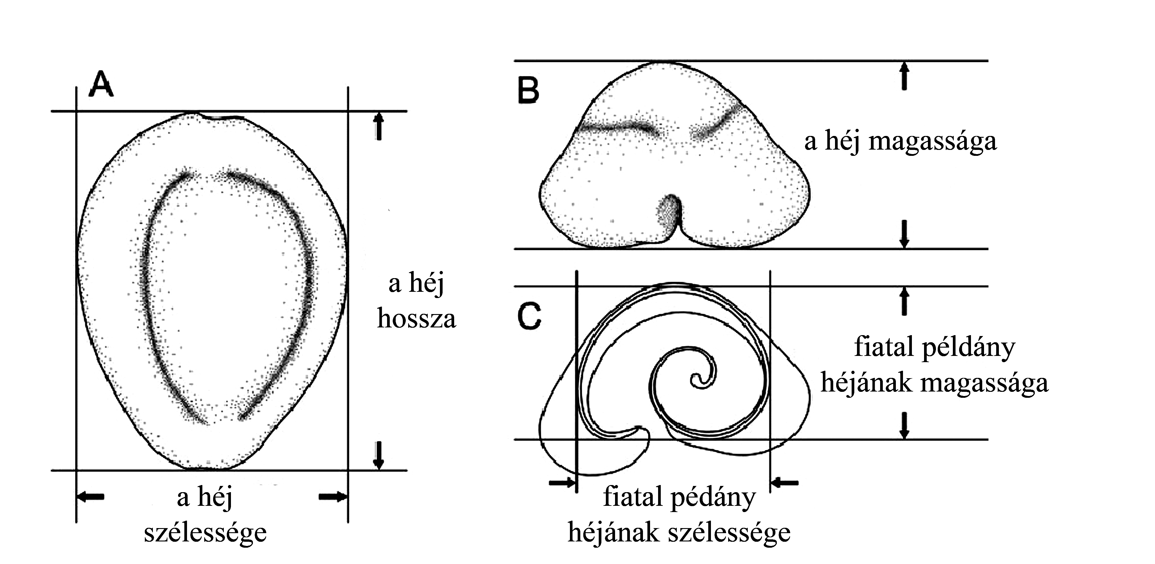 measurements-of-shells-a-dorsal-view-b-posterior-view-c-cross-section.jpg