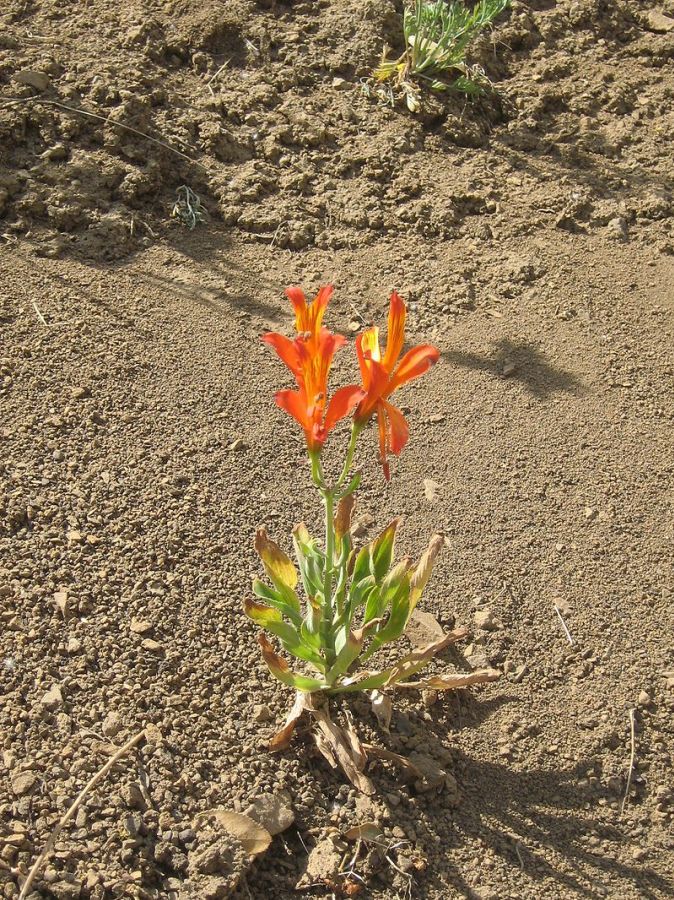 800px-alstroemeria_ligtu_1_wikipedia.jpg