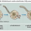 Eukarióta egysejtűek