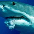 A cápák lehetnek rákosak, a csupasz turkálók nem - Dr. James S. Welsh könyvének bemutatása
