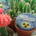 Csoda(?)kaktusz