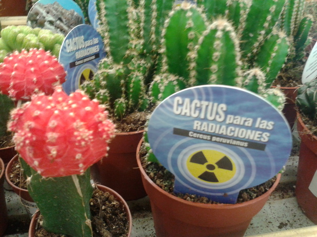 Csoda(?)kaktusz