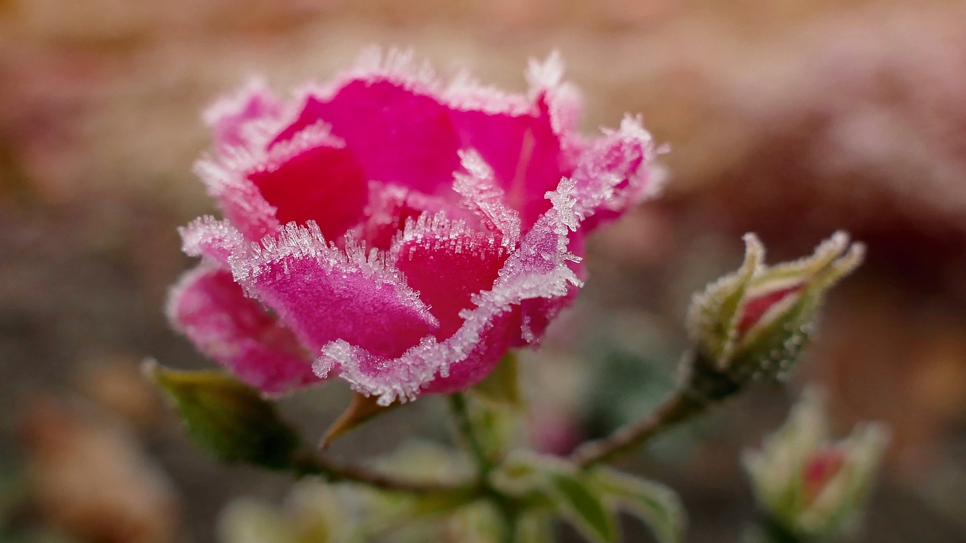 blossom-1821970_1920_pixabay.jpg