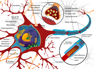 complete_neuron_cell_diagram_en_svg.png