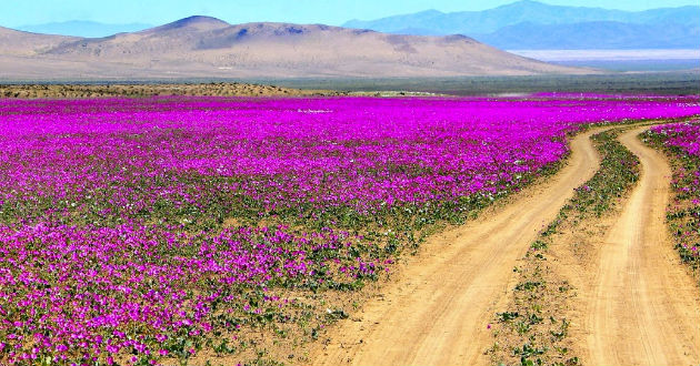 desierto-atacama-chile-llenadeflores-2015.jpg