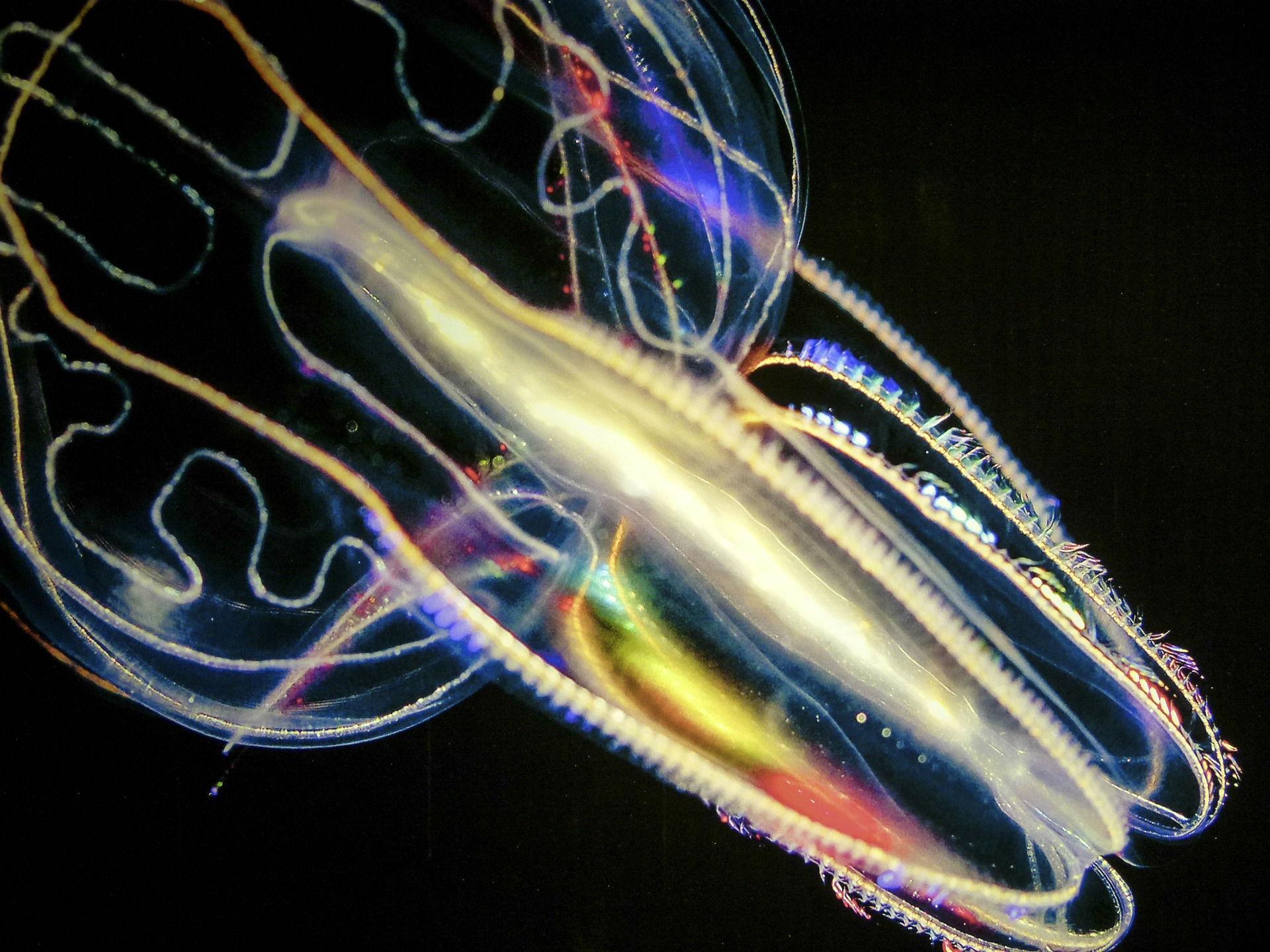 jellyfish-169894_1920_vilagitomeduza_pixabay.jpg