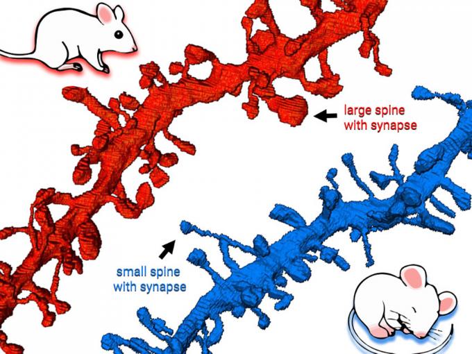 mice-synapse.jpg