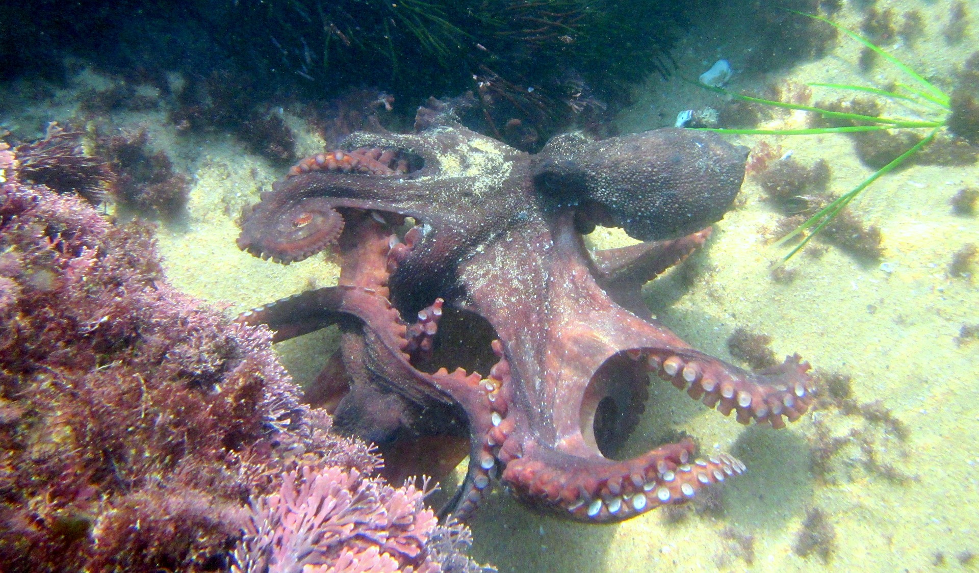 octopus-274942_1920_pixabay.jpg