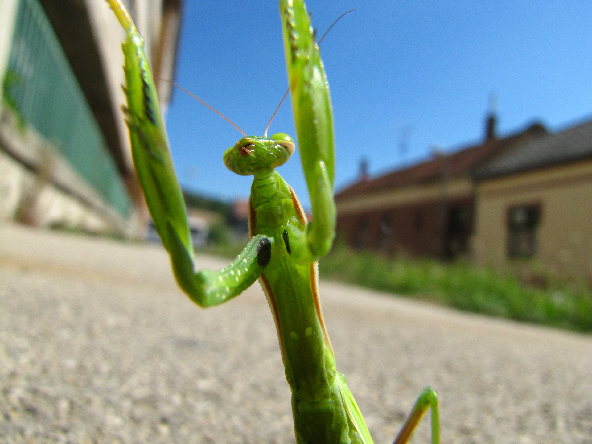 praying-mantis-180347_1920_pixabay.jpg