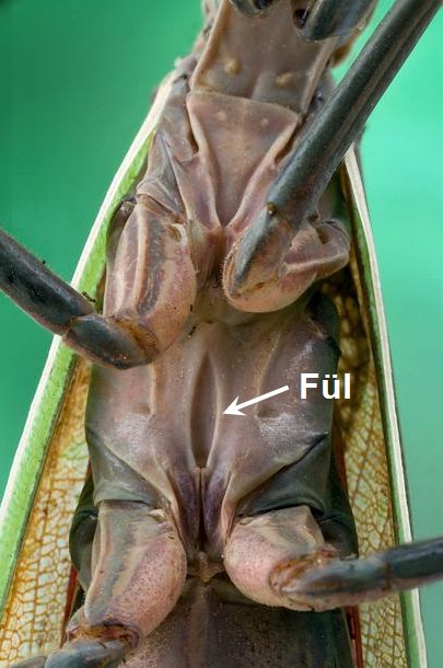 praying_mantis_ear.jpg