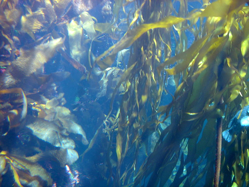 800px-Kelpforest2500ppx.JPG