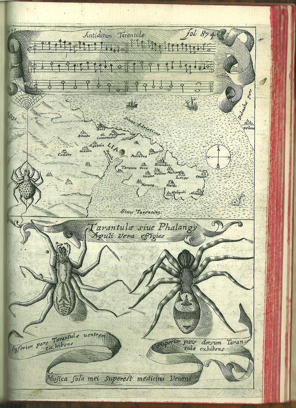 tarantella_athanasius_kircher.jpg