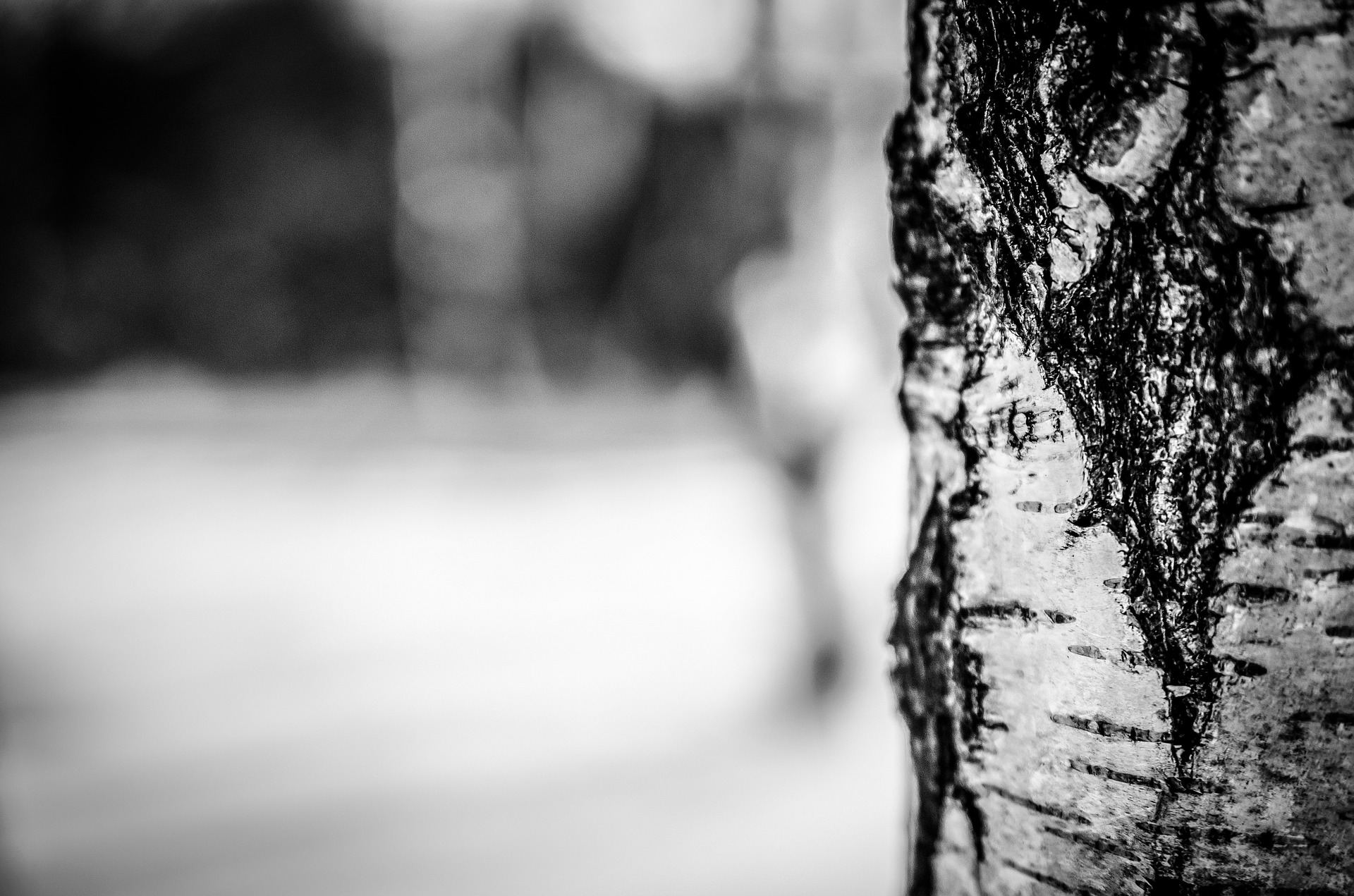 birch-tree-g888b945ee_1920.jpg