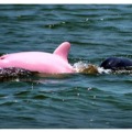Rózsaszín delfint találtak