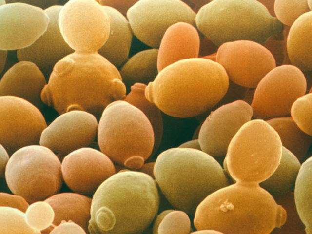 Mitől erjed a cefre?