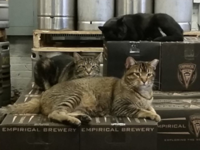 Sörfőzdei egérfogók