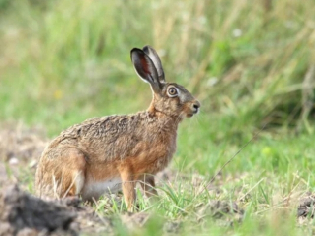 Sörszleng – az újonc