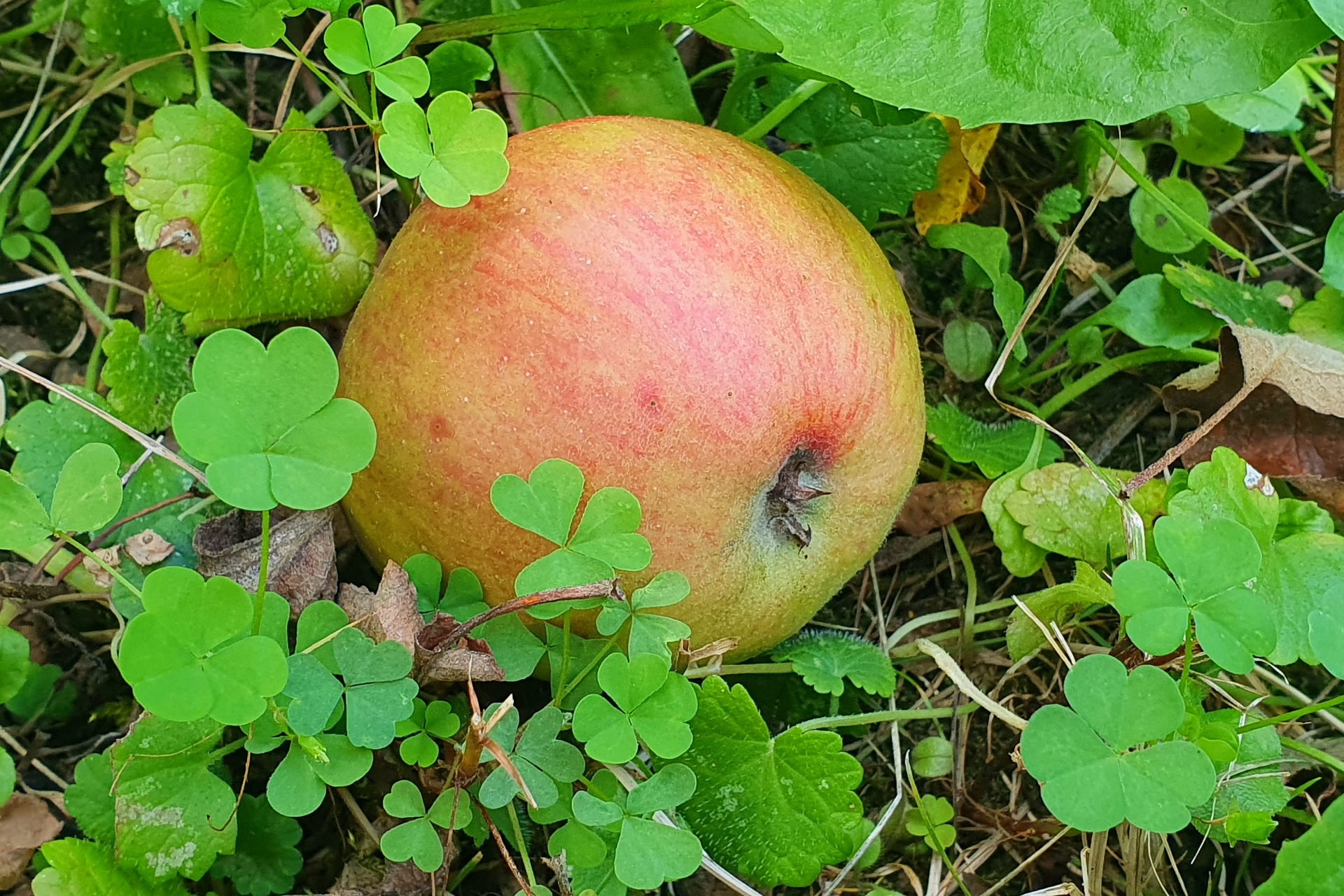 fallen_apple.jpg