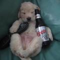 another beer&amp;dog