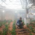 Tényleg termeszthetünk krumplit a Marson?
