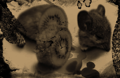 raton-kiwi.jpg