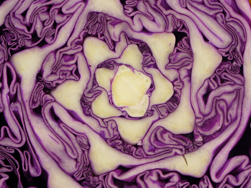 cabbagefractal.jpg