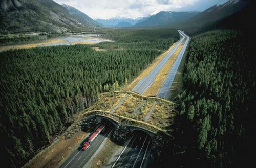 Animal Bridge Banff National Park Canada.jpg