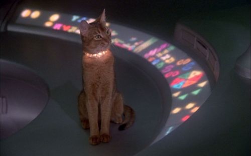 macskák cat from outer space.jpg